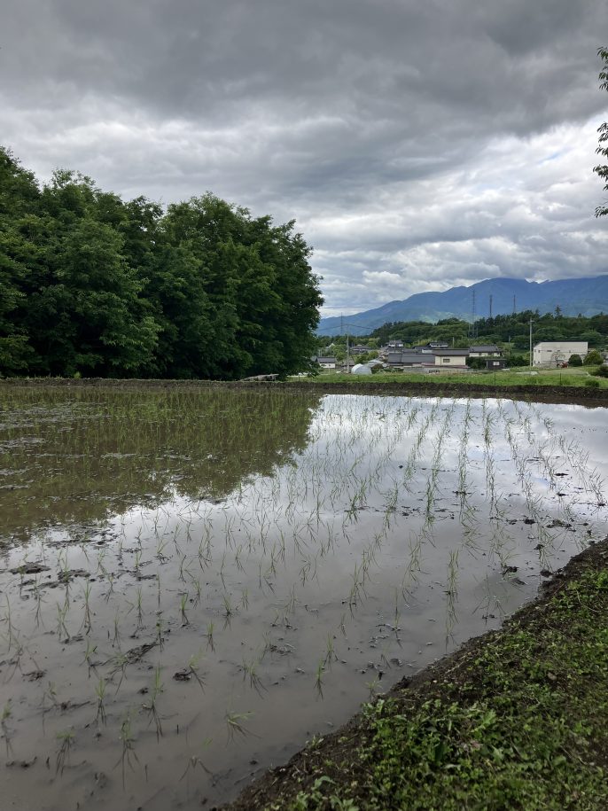 棚ごこち2025 田植え編