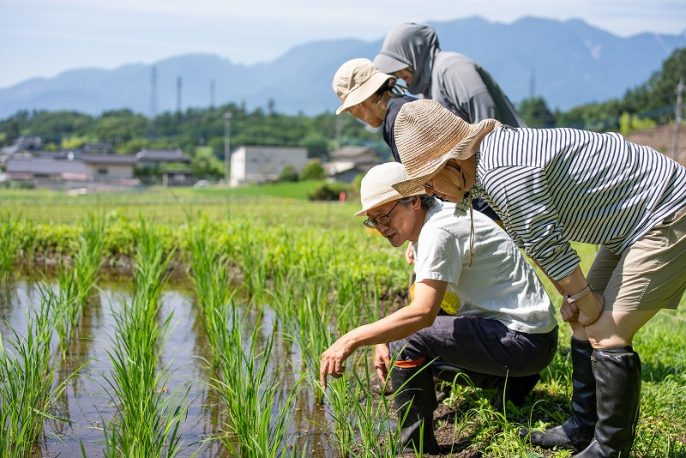 田んぼの草取り、2025年の棚ごこち