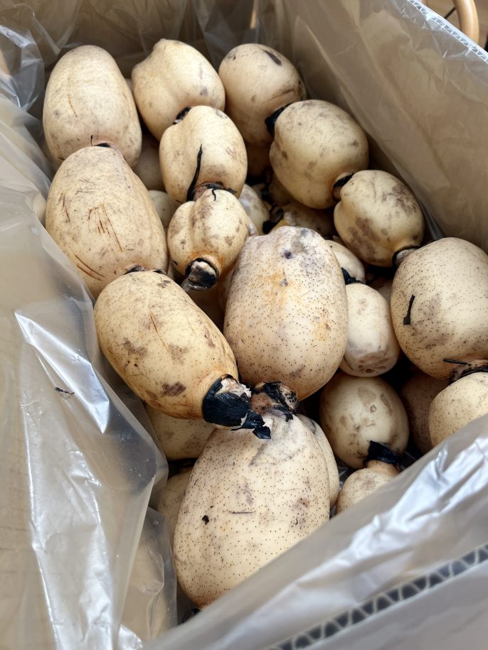 栗又さんのレンコン