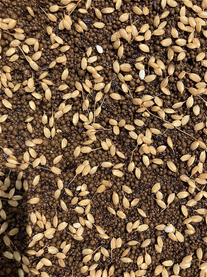 棚ごこち2026　種まき